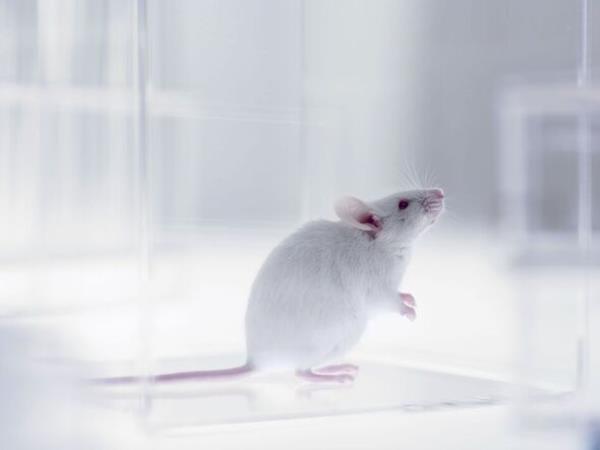 A laboratory mouse